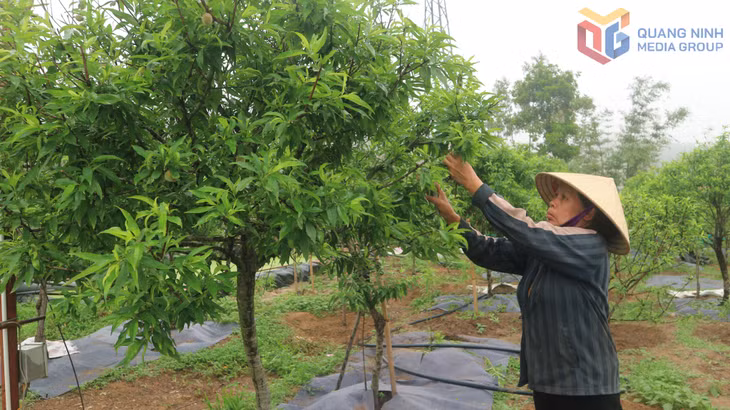 Trồng đào phai đã đem lại hiệu quả kinh tế cao cho người dân xã Hạ Long (huyện Vân Đồn).