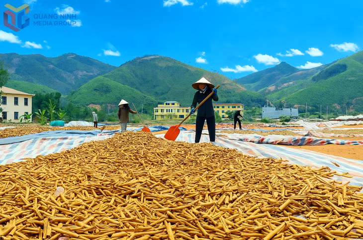 Những ngày nắng đẹp, người dân tranh thủ phơi quế. Sân phơi rộng ở xã Hoành Mô cũng như các xã Húc Động, Đồng Văn... là nơi dễ bắt gặp hình ảnh người dân cần mẫn rải quế.