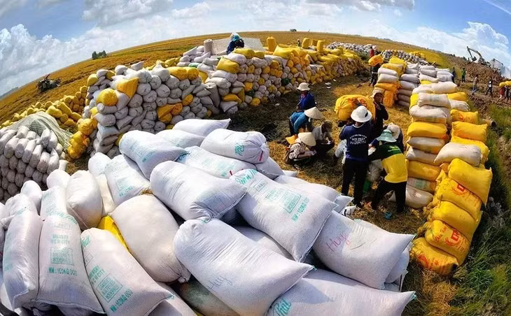 4 tháng đầu năm 2025, xuất khẩu gạo của cả nước đạt gần 3,43 triệu tấn, tương đương gần 1,77 tỷ USD. Ảnh minh họa