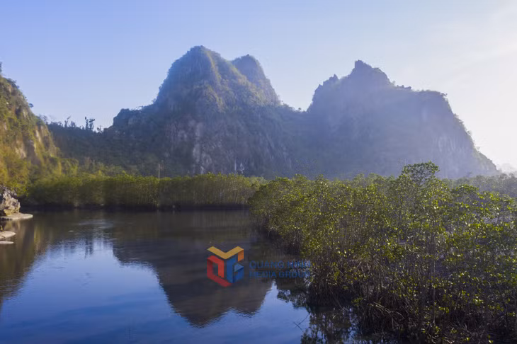 Rừng ngập mặn ven núi đá vịnh Hạ Long là bức tranh giao hòa giữa núi, rừng và biển – hiếm nơi nào có được.