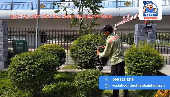 HOANGHUYCLEAN dịch vụ chặt cây, cắt tỉa cây xanh tại Hải Phòng ảnh 4