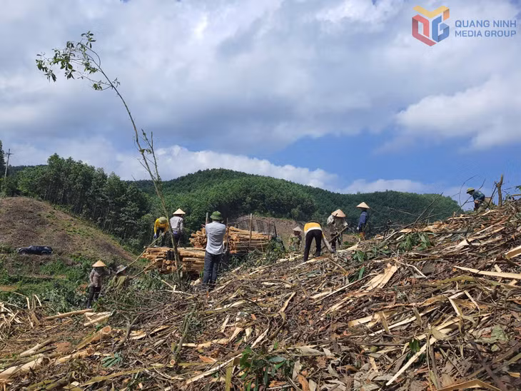 Người dân xã Thanh Sơn, huyện Ba Chẽ tập thu rừng gãy đổ sau bão để trồng rừng.