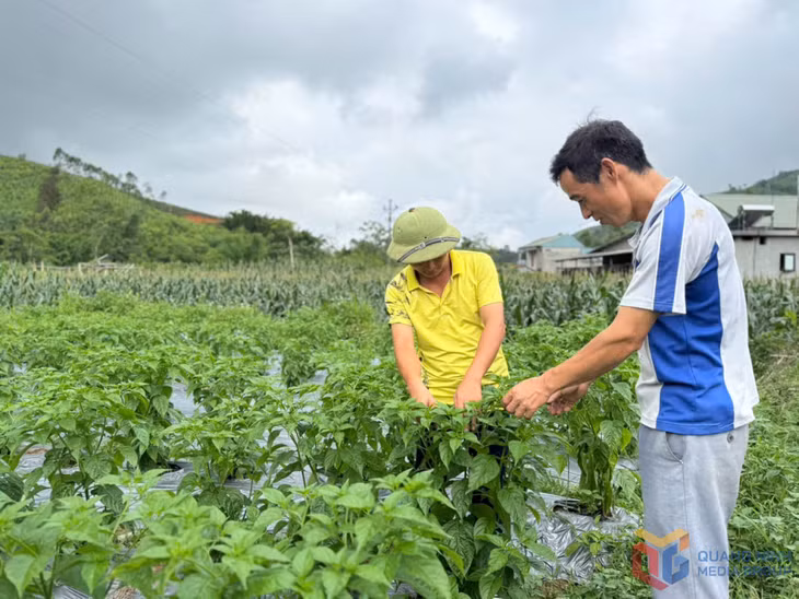 Nông dân xã Đại Dực (huyện Tiên Yên) phát triển sản phẩm ớt chào mào thành sản phẩm OCOP 3 sao.