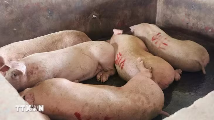 Heo lưu chuồng tại thời điểm kiểm tra một cơ sở giết mổ ở tỉnh Hậu Giang. Ảnh minh họa. (Ảnh: Nguyễn Hằng/TTXVN)