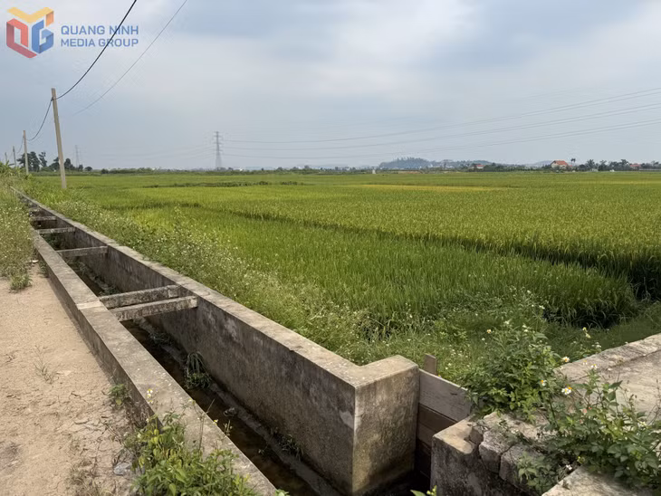 Tuyến mương thôn Thanh Bình, xã Việt Dân (TP Đông Triều) được bê tông hóa giúp tăng năng suất, chất lượng lúa.