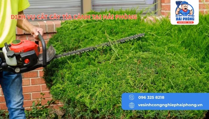 HOANGHUYCLEAN dịch vụ chặt cây, cắt tỉa cây xanh tại Hải Phòng ảnh 3