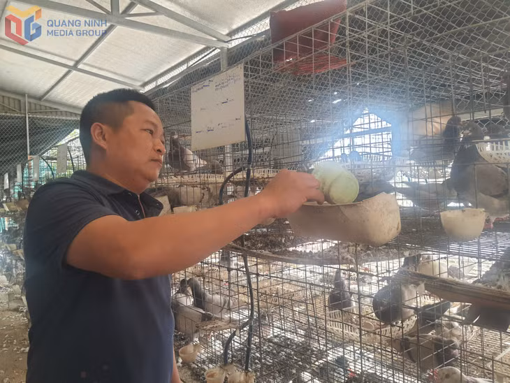 Anh Vũ Ngọc Tuân, thôn 8, xã Sông Khoai, TX Quảng Yên chăm sóc đần chim bồ câu của mình.