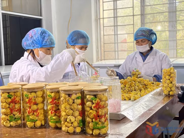Sản xuất sản phẩm OCOP trà hoa vàng tại Công ty CP Kinh doanh lâm sản Đạp Thanh (huyện Ba Chẽ).