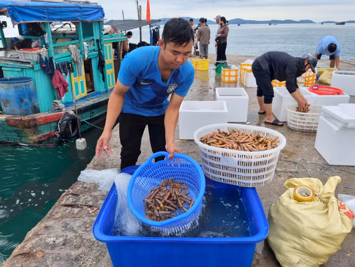 Bến Bắc Vàn là nơi tàu đánh cá của ngư dân về bờ, mang theo nhiều loại hải sản ngon của Cô Tô.