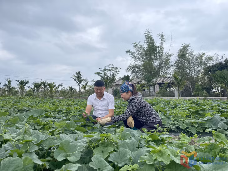 HND xã Quảng Minh, huyện Hải Hà đồng hành cùng hội viên, nông dân phát triển mô hình trồng rau an toàn.