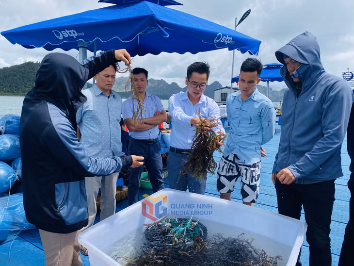 Rong sụn được Tập đoàn STP nuôi cấy và tiến hành nuôi thương phẩm kết hợp với nuôi hàu tại Vân Đồn.