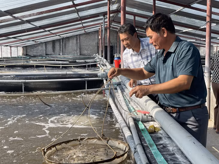 Nông dân xã Quảng Nghĩa, TP Móng Cái phát triển mô hình nuôi tôm nâng cao thu nhập.