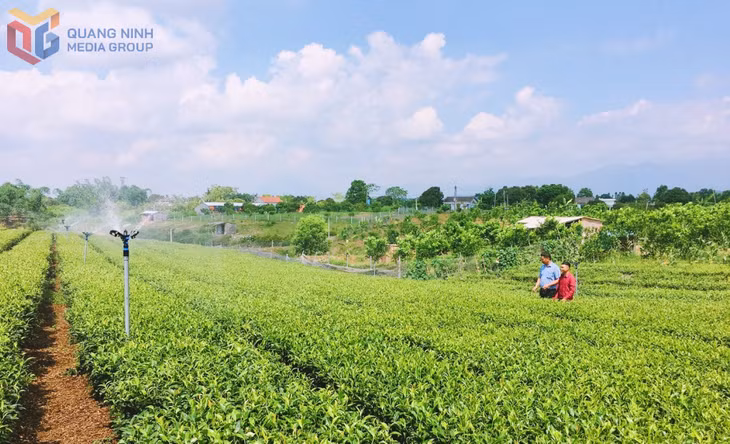 Mô hình trồng chè sử dụng thiết bị tưới tự động của người dân thôn Hải Đông, xã Quảng Thành (huyện Hải Hà). Ảnh: Minh Đức