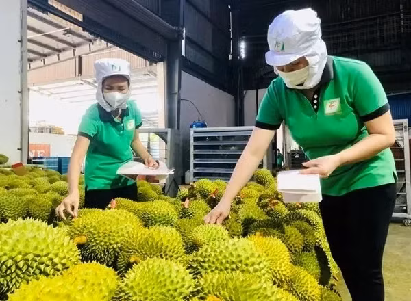 Trung Quốc tiêu thụ tới hơn 85% tổng sản lượng sầu riêng toàn cầu. Ảnh minh họa: IT.