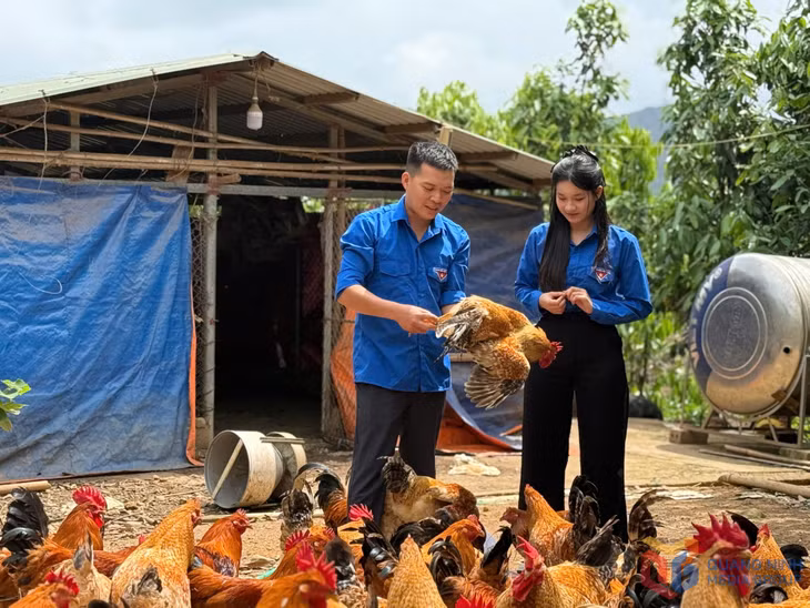 Anh Trần Đăng Hạnh, xã Tiên Yên, phát triển kinh tế nhờ mô hình nuôi gà Tiên Yên thảo dược.