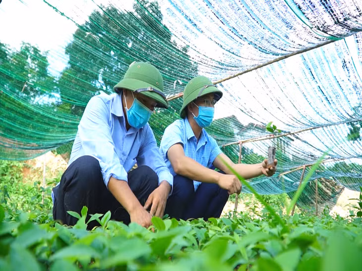 Anh Phúc (bên trái) cùng đồng nghiệp tạo giống quế ngay tại thôn Tầu Tiên để bán cho bà con