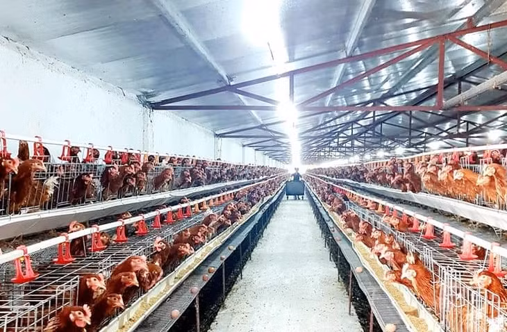 Trang trại chăn nuôi, sản xuất trứng gà Tân An (phường Tân An, TX Quảng Yên).