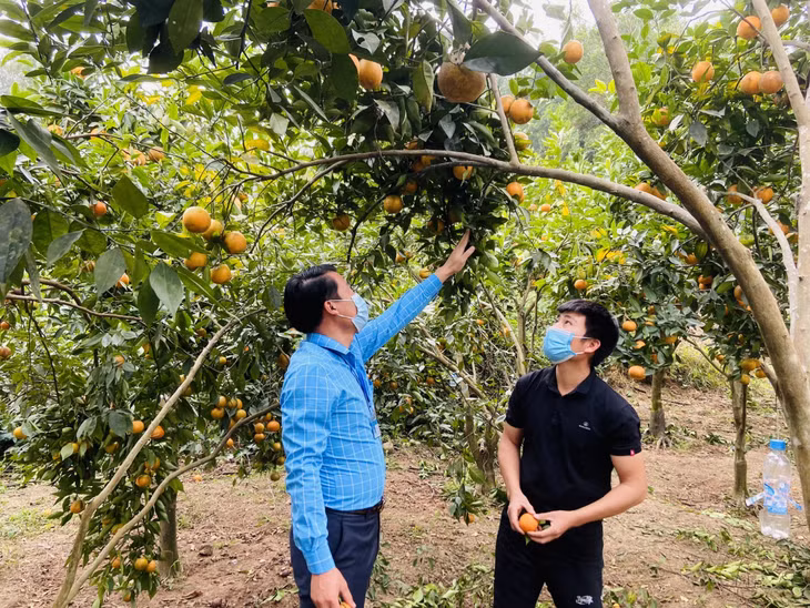 Lãnh đạo xã Sơn Dương, TP Hạ Long thăm và kiểm tra mô hình trồng cam của người dân thôn Đồng Giữa.