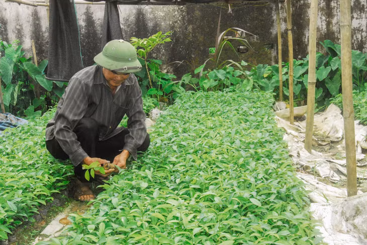Nông dân xã Quảng An, huyện Đầm Hà chăm sóc vườn ươm cây quế giống.