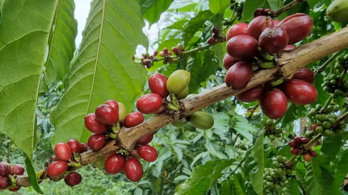 Vùng đất Bảo Lộc thích hợp để trồng giống cà phê Robusta. Trong khi đó, giống Arabica chủ yếu được người dân trồng ở vùng Cầu Đất, TP Đà Lạt và huyện Di Linh.