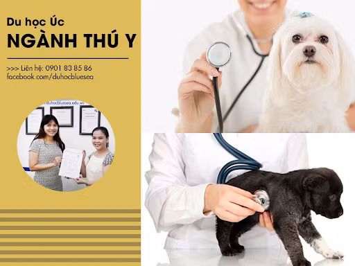 Du học Úc nên học ngành gì? Chuẩn bị ngay lộ trình du học cùng Bluesea ảnh 1 Du học Úc nên học ngành gì? Chuẩn bị ngay lộ trình du học cùng Bluesea ảnh 1