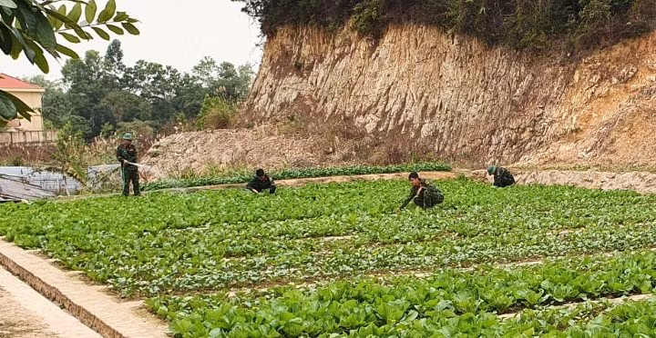 Chiến sĩ Trung đoàn 244 đẩy mạnh tăng gia trồng rau xanh.