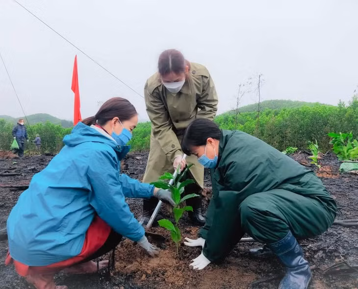 Nhân dân huyện Ba Chẽ đẩy mạnh thực hiện trồng cây gỗ lớn, có giá trị kinh tế cao trong những ngày đầu xuân 2022, tháng 2/2022.
