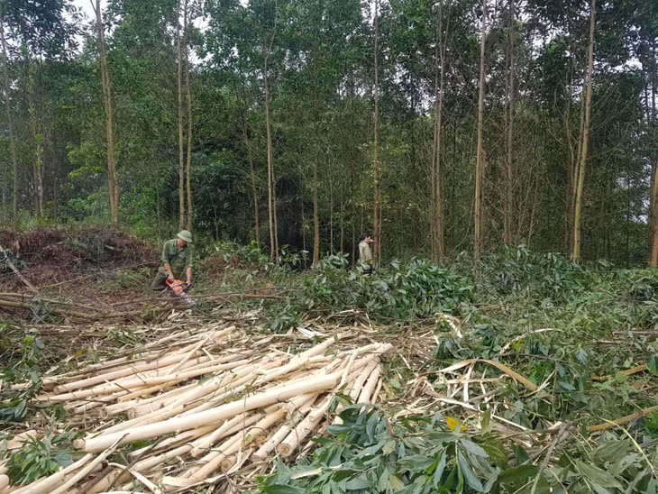 Người dân xã Quảng Sơn, huyện Hải Hà làm giàu từ trồng rừng.
