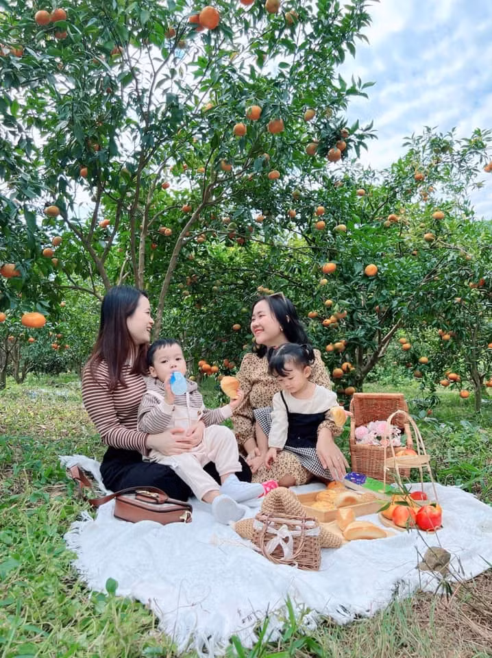 Du khách nghỉ ngơi, thưởng thức đồ ăn tại vườn cam.