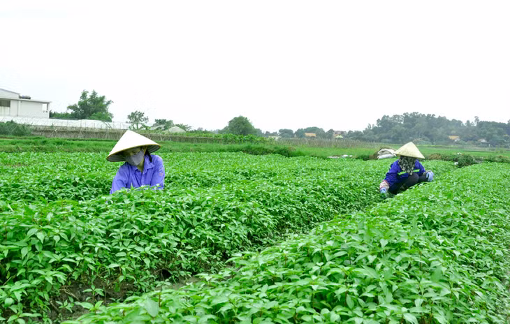 Sản xuất rau sạch tại Công ty CP Xây dựng Việt Long (phường Cộng Hòa, TX Quảng Yên).