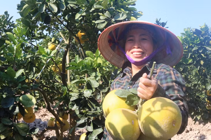 Mô hình trồng bưởi Diễn mang lại thu nhập kinh tế cao cho nhiều nông hộ xã Việt Dân, TX Đông Triều.