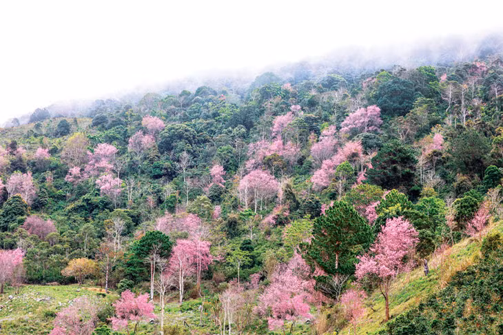 Mộng đào nguyên