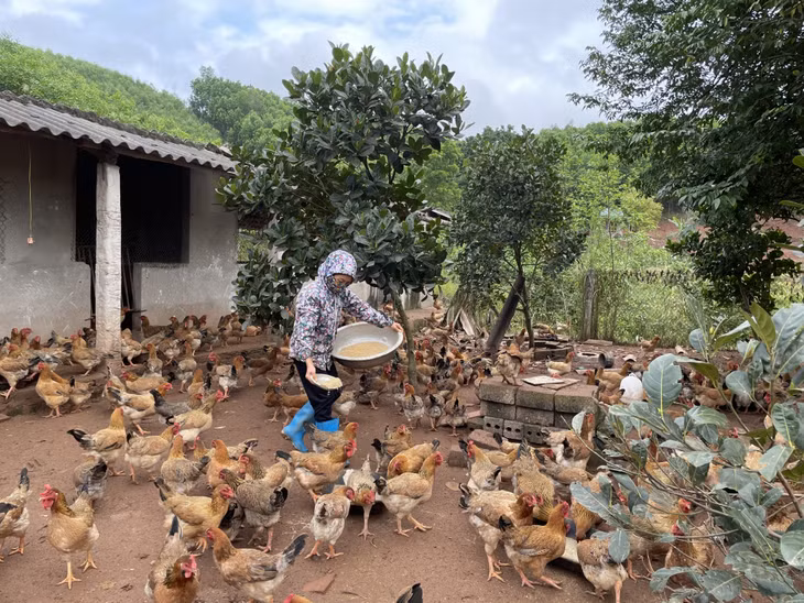 Mô hình nuôi gà của hộ bà Nguyễn Thị Lợi (thôn Voòng Tre, xã Đài Xuyên, huyện Vân Đồn) cho thu nhập gần 100 triệu đồng/năm.