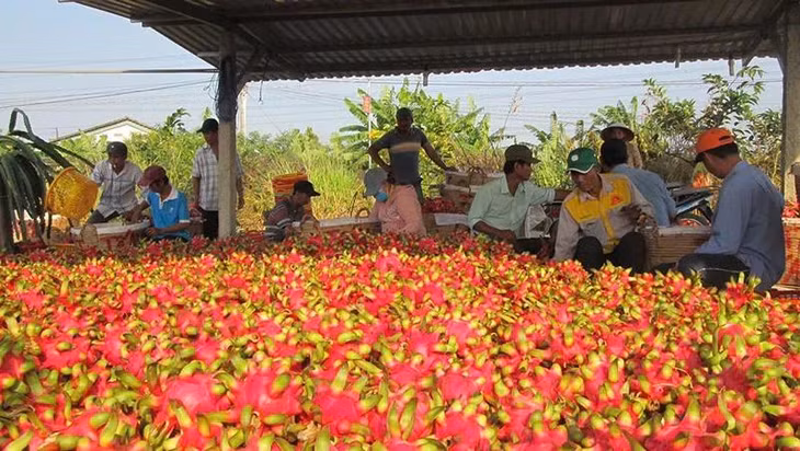 Rau quả là một trong những ngành hàng xuất siêu lớn trong 9 tháng đầu năm 2024. (Ảnh: Báo Nhân Dân)