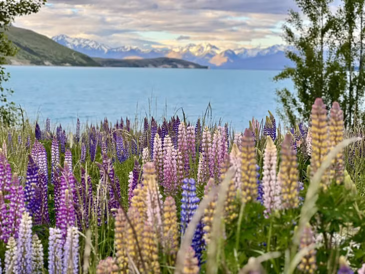 Hằng năm, từ giữa tháng 11 đến tháng 1, là thời điểm hoa lupin nở rộ nhất ở hồ Tekapo, New Zealand. Ảnh: Thiện Nguyễn