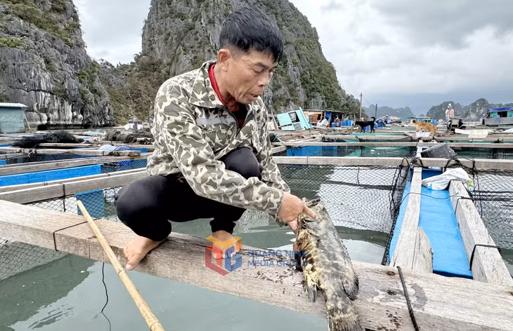Thời điểm bão số 3 đổ bộ, người nuôi trồng thủy sản huyện Vân Đồn bị thiệt hại nặng nề.