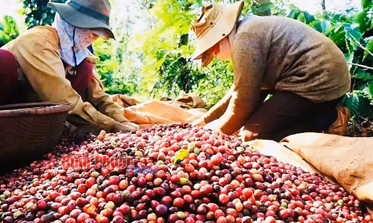 Nông dân thu hoạch cà phê phải đảm bảo đạt trên 95% quả chín