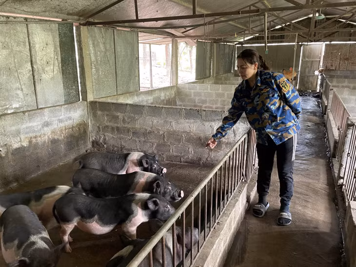HTX nông nghiệp hữu cơ An Lộc, xã Quảng Nghĩa, TP Móng Cái là một trong những cơ sở chăn nuôi lợn Móng Cái quy mô lớn. Ảnh: Nguyên Ngọc