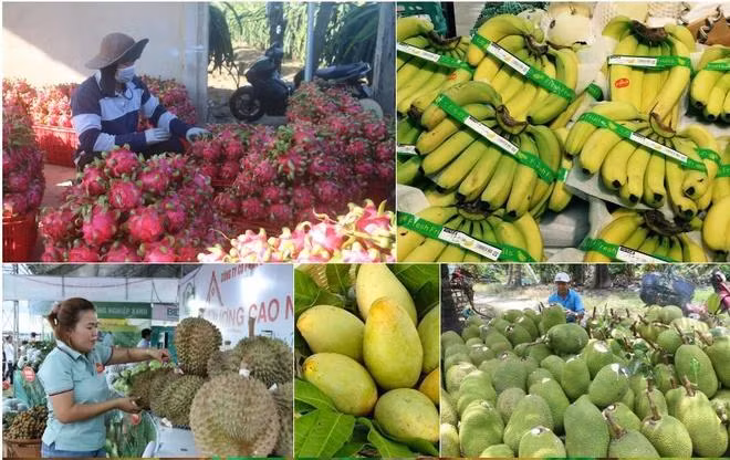 Trong 11 tháng năm 2024, nhóm nông sản thặng dư 4,72 tỷ USD, tăng gấp 3,1 lần. (Ảnh: PV/Vietnam+)