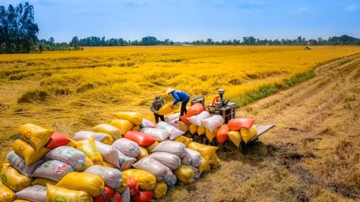 Cần đầu tư cho các loại gạo đặc sản và xây dựng thương hiệu khi xuất khẩu sang Trung Quốc.