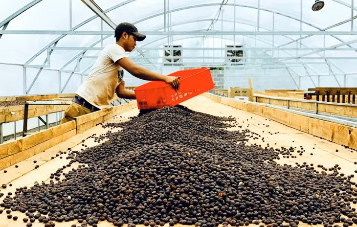 Các quốc gia Hồi giáo đông dân như Indonesia, Malaysia, Pakistan, Bangladesh... đang có nhu cầu nhập khẩu nhiều mặt hàng nông sản Việt vì đạt tiêu chuẩn Halal, trong đó có cà phê - Ảnh: B.T.M.