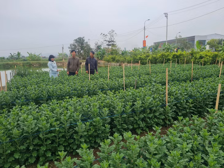 Nông dân Quảng Yên tập trung vào các kỹ thuật canh tác thân thiện với môi trường.