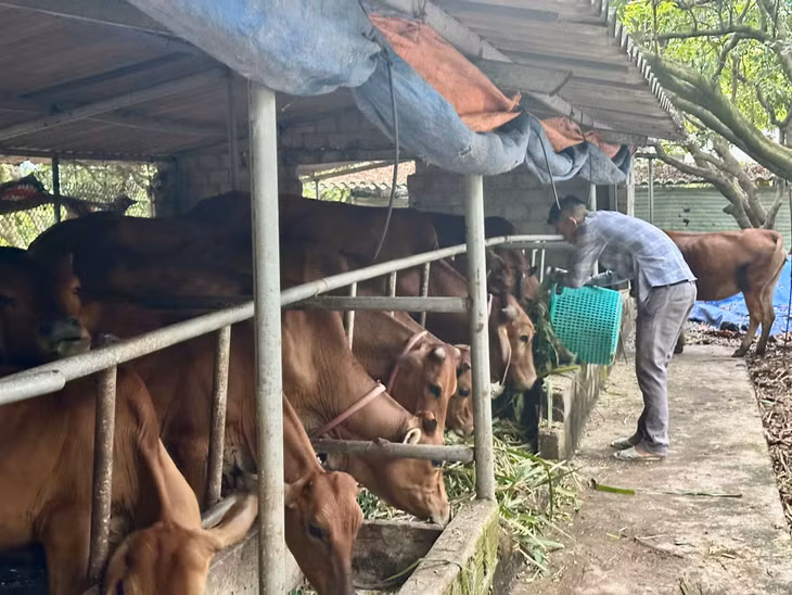 Anh Trương Văn Đại, dân tộc Dao, thôn Khe Sú 1, xã Thượng Yên Công, TP Uông Bí chăm sóc đàn bò.