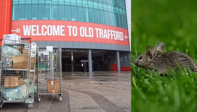Chuột tấn công sân Old Trafford.