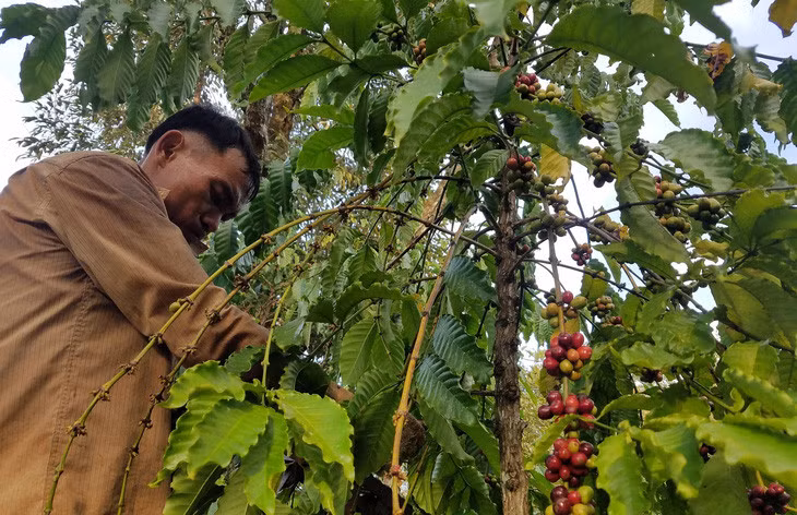 Mùa thu hoạch cà phê của Việt Nam đã vào chính vụ - Ảnh: N.TRÍ