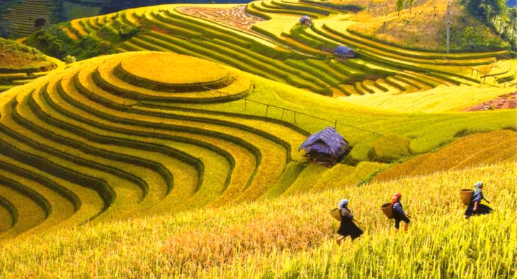 Vào khoảng tháng 9-10 hàng năm, huyện Mai Châu (Hòa Bình) thu hút du khách bởi những cánh đồng lúa chín vàng đẹp tựa bức tranh. Ảnh: phuotvivu