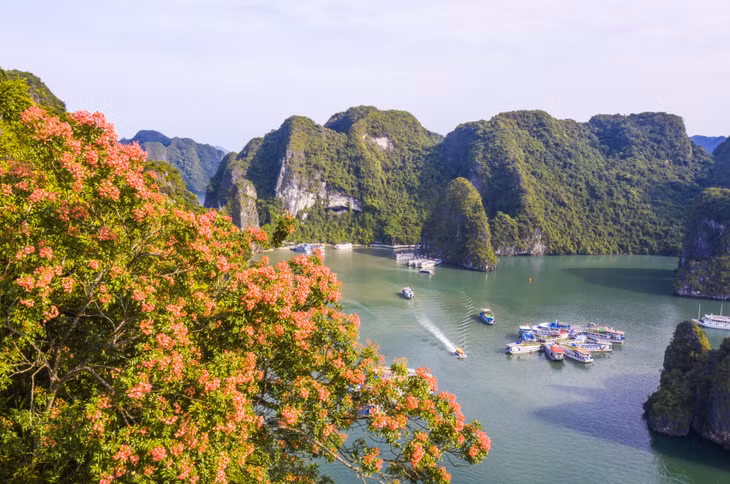 Hoa Bông Mộc nở trên vịnh