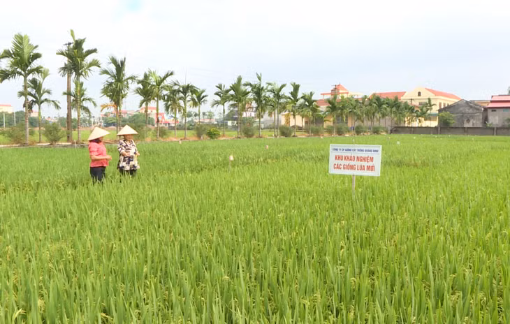 Công ty CP Giống cây trồng Quảng Ninh được Bộ NN&amp;PTNT cấp Bằng bảo hộ nhiều giống cây trồng mới cấp quốc gia.