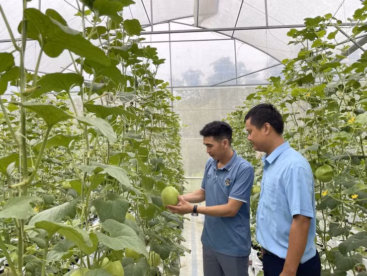 Mô hình trồng dưa nhà lưới của anh Trương Thế Đô, xã Đại Bình, huyện Đầm Hà cho thu nhập khoảng 2 tỷ đồng mỗi năm.