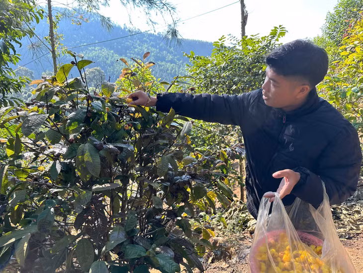 Anh Đàm Văn Triệu, dân tộc Dao, thôn Khe Lọng Ngoài, xã Thanh Sơn, huyện Ba Chẽ thu hoạch trà hoa vàng.